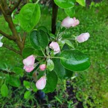 2022-06-04-07-16 Sommaräpple Valkeakuulas