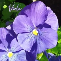 Viola