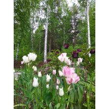 2022 Tulppaani