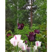 2025-05-31 Papegojtulpan 'Black Parrot'