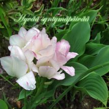 Kortti A - Hyvää syntymäpäivää