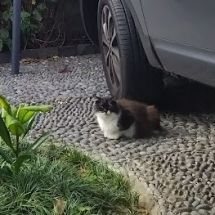 Gato do Funchal