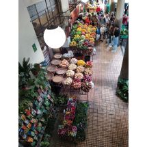 2025-01-24-12-24 Mercado dos Lavradores