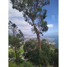2025-01-31-15-29 Cabo Girão