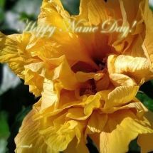 Card F - Happy Name Day!