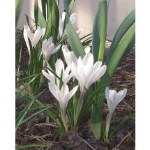 2025-04-16-17-16 Crocus
