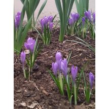 2025-04-17-18-34 Crocus