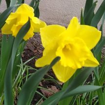 2025-04-29-09-05 Narcissus 'Gold Touch'