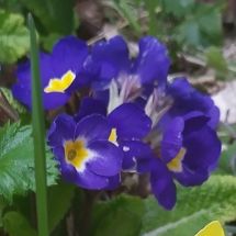 2025-05-07-13-17 Primula elatior