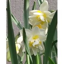 2025-05-13-09-12 Narcissus 'White Lion'