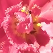 2025-06-02 Tulip