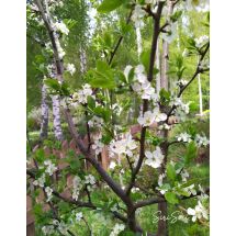 2025-05-21 Luumu Prunus domestica 'Sinikka'