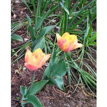 2025-05-22 Tulpan 'Orange Passion'