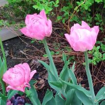 2025-05-29 Tulpan 'Lady Rozetta'