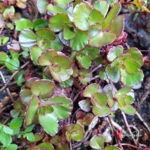 2025-06-01 Kaukasiskt fetblad Sedum spurium 'Fuldaglut'