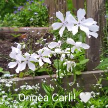 Onnea Carli
