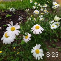 2025-06-18 Päivänkakkara Leucanthemum vulgare 'Maikönigin'
