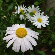 2025-06-18 Päivänkakkara Leucanthemum vulgare 'Maikönigin'