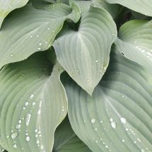 2025-06-20 Jalokuunlilja Hosta 'Krossa Regal'