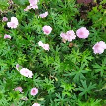 2025-06-26 Neidonkurjenpolvi Geranium sanguineum var. Striatum