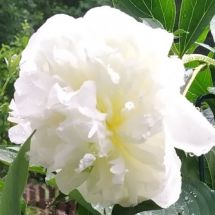 2025-07-06-09-48 Luktpion 'Duchesse de Nemours'