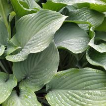 2025-07-06-09-49 Hosta 'Krossa Regal'