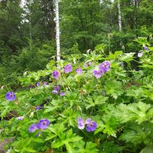 2025-07-06-09-50 Geranium himalayense