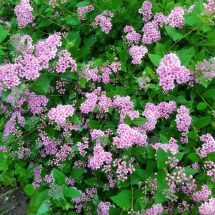 2025-07-07 Keijuangervo Spiraea japonica 'Little princess'