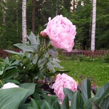 2025-07-06-09-48 Luktpion Paeonia 'Sarah Bernhardt'