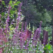 2025-07-07 Loistosalvia Salvia x sylvestris ’Blue Queen’