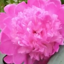 2025-07-07 Paeonia Lactiflora 'Barbara'