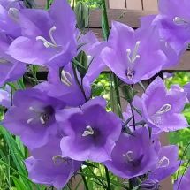 2025-07-06-09-49 Campanula persicifolia