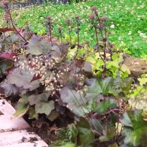 2025-07-22-18-46 Marmoralunrot Heuchera micrantha 'Palace Purple'