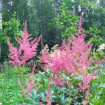 2025-07-22-19-00 Astilbe 'Montgomery'