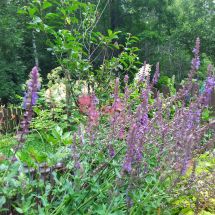 2025-07-22-19-00 Salvia x sylvestris ’Blue Queen’