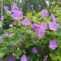 2025-07-22-19-02 Geranium himalayense