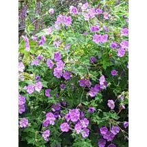 2025-07-22-20-21 Geranium himalayense