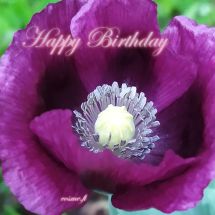 Card C - Happy Birthday