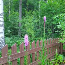 2025-08-01-17-33 Punatähkä Liatris spicata