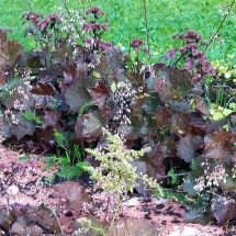 2025-08-21-08-54 Maksaruoho Sedum 'Purple Emperor'