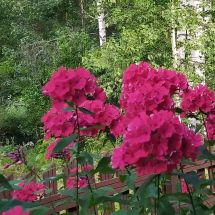 2025-08-24-07-40 Syysleimu Phlox paniculata 'Starfire'