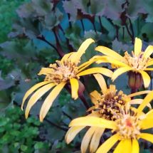 2025-08-24-07-49 Kallionauhus Ligularia 'Britt Marie Crawford'