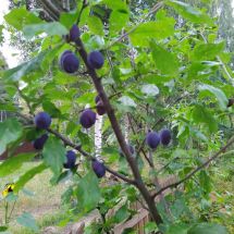 2025-09-10-16-23 Prunus domestica 'Sinikka'