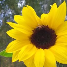 2025-09-10-16-25 Helianthus annuus 'Ikarus'