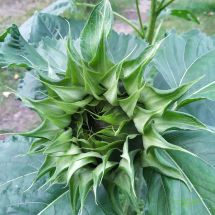 2025-09-10-16-26 Helianthus annuus 'Ikarus'