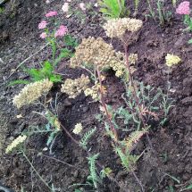 2025-09-10-16-28 'Terracotta' (Achillea millefolium 'Terracotta')