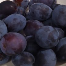 Luumu - Prunus domestica 'Sinikka'