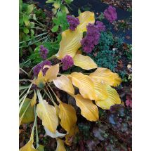 2025-10-07-08-33 Hosta