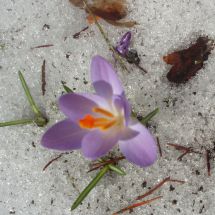 2012-04-25-14-40 Spring crocuses