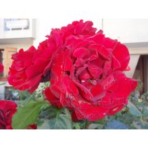 2010-06-06-17-50